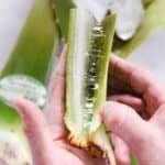 close up of fresh aloe vera